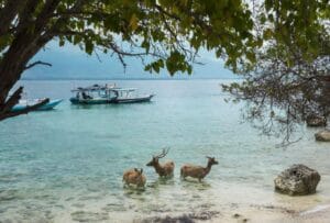 West Bali National Park