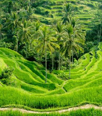 Lush green rice terraces in Bali surrounded by palm trees and tropical vegetation, bali getaways