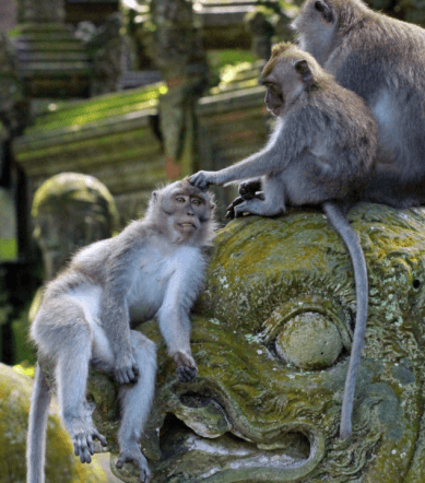 ubud monkey forest bali