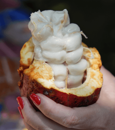 desa coklat tabanan bali (6)