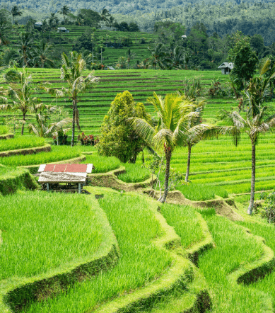jatiluwih ubud bali (2)