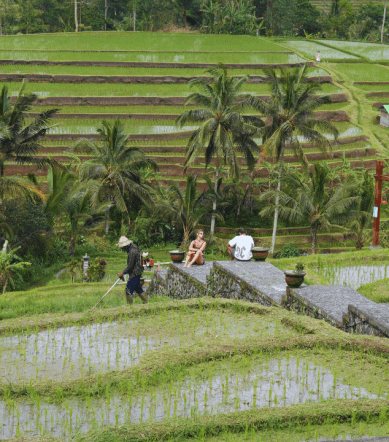 jatiluwih ubud bali (3)