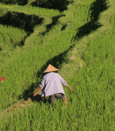 jatiluwih ubud bali (4)