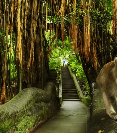 ubud monkey forest bali (2)