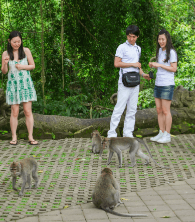 ubud monkey forest bali (4)