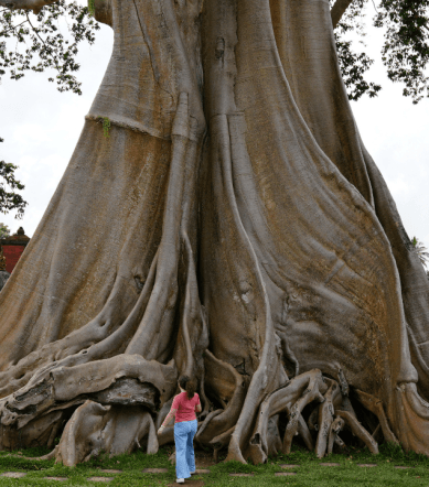 wisata kayu putih bali tabanan
