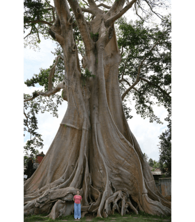 wisata kayu putih bali tabanan (4)