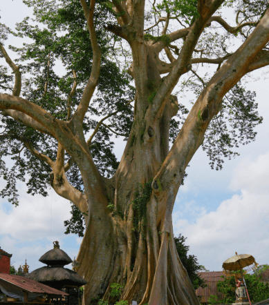 wisata kayu putih bali tabanan (5)